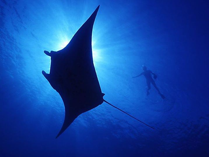 amazing_facts_about_manta_rays.jpg